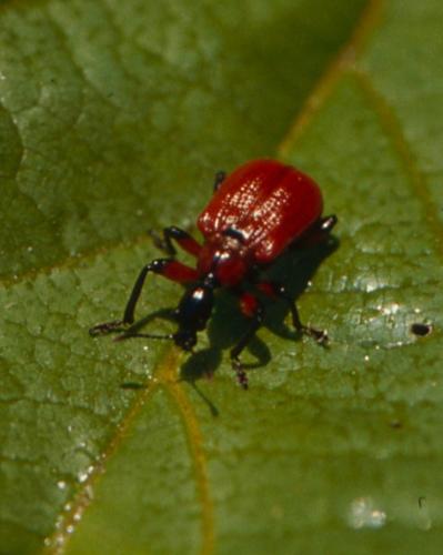 Apoderus coryli